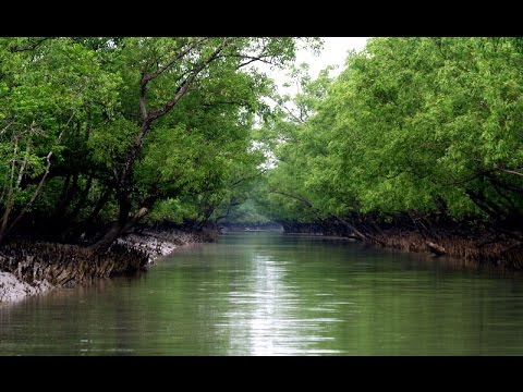 Sundarban