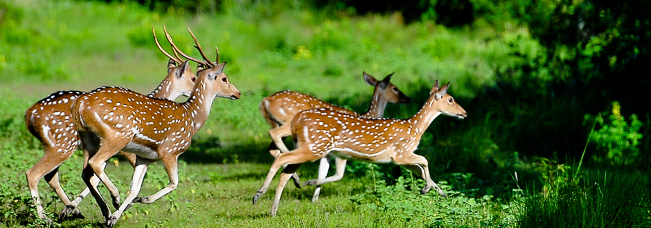 Deers